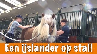 Een dag met een ijslander  PaardenpraatTV [upl. by Pelletier697]