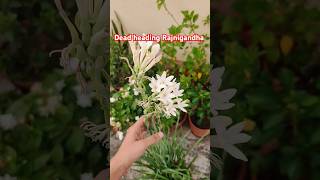 Deadheading RajnigandhaTuberose for more bloom🌷 shorts plants gardening tuberose rajnigandha [upl. by Michaeline]