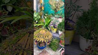 Winter season flowers full blooming 💐🤗plants gardenflowers viralvideo [upl. by Lamraj992]