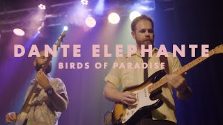 Dante Elephante  Birds of Paradise LIVE  quotBack in Santa Barbaraquot [upl. by Estella]