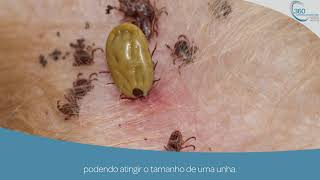 CARRAÇAS amp BABESIA  360º Controlo Parasitário [upl. by Ainimre]