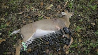 Classic Hunt Relived OPENING WEEKEND Archery Buck on Public Land 10 Yard DOUBLE LUNG Shot [upl. by Atteirneh]