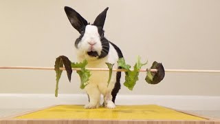 Rabbit eating lettuce on a stick [upl. by Drofwarc]