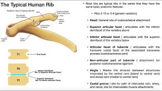 Typical vs Atypical Ribs EXPLAINED [upl. by Onibas]