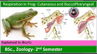 Respiration in Frog  Respiratory system in Frogs  Cutaneous and BuccoPharyngeal respiration HSR [upl. by Nileuqcaj]