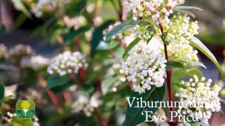 Viburnum tinus Eve Price [upl. by Towrey]