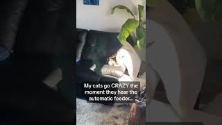 When the automatic feeder is activated your cat😹cat funny catsoftiktok cats for foryou fyp [upl. by Airotnahs240]