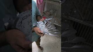 Racing pigeon pigeon kalapati حمامة голубь कबूतर pigeonlover pet [upl. by Brig]