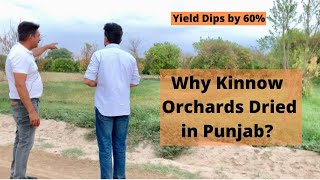 Why Kinnow Orchards Dried in Punjab  Abohar  Fazilka  Kinnow Farmers [upl. by Downs]