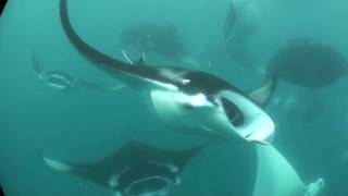 MANTAS HANIFARU BAY MALDIVES FEEDING FRENZY [upl. by Ticon]