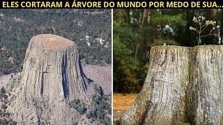 A MAIOR ÁRVORE DA TERRA É MUITO MAIOR DO QUE SUA IMAGINAÇÃO CONSEGUE CRIAR [upl. by Brotherson]