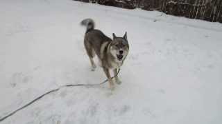 Shikoku Ken 四国犬 Plays in the Snow [upl. by Lourdes]