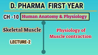 Physiology of muscle contraction  CH10  Human anatomy and physiology  DPharm first year [upl. by Ardeahp]