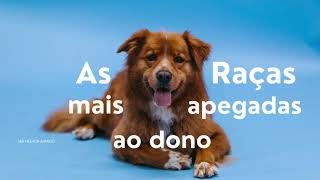 As raças mais apegadas ao dono ❤️🐕 [upl. by Gervais]