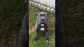 Cane corso puppies puppy canecorso dog dogbreed [upl. by Lucita]