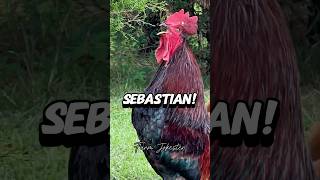 Sebastian Oh Sebastian Sebastian hen rooster chickens chicken comedy funny geese goose [upl. by Washko]