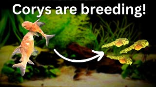 Easy Corydoras catfish breeding Eggs to Cory Paleatus Fry [upl. by Ednalrim]