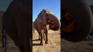 National Pumpkin Day  Cincinnati Zoo shorts [upl. by Lesig]