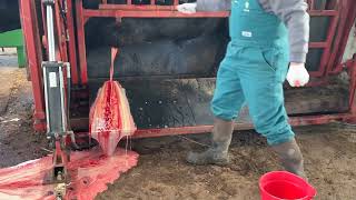 HUGE Abscess on Bull Lanced [upl. by Rich800]