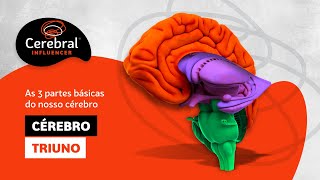 Cérebro Triuno ou Cérebro Trino Neurociência Comportamental e Comportamento Emocional [upl. by Ennahgem]