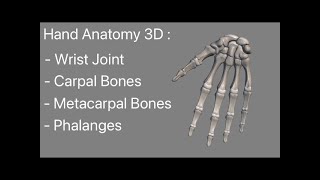 Hand Bones Anatomy 3D animated model Carpal Bones Metacarpal Bones and Phalanges Wrist Joint [upl. by Atteselrahc]