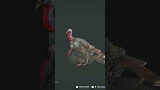 Pavos en rancho del arroyo thehuntercallofthewild caza gameplay games hunting [upl. by Adnot799]