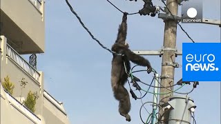 Chimp escape Primate swings from live power lines falls from electricity pole  euronews 🇬🇧 [upl. by Mahseh]