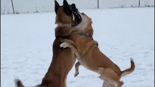 Pit Bull Mix Goes After Belgian Malinois [upl. by Lilly]