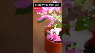 🔴Bougainvallea plant care बोगेनबिलिया प्लांट bougainvillea gardening floweringplant shortfeed [upl. by Sabanrab594]