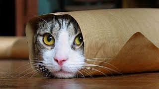 Funny Cats Compilation Most Popular Part 2 [upl. by Nalak225]