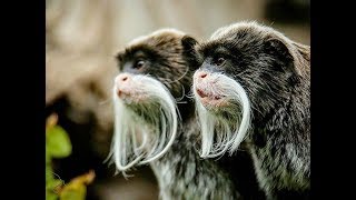 Emperor Tamarin Compliation [upl. by Aihsatan]