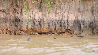 Giant otters of the Pantanal [upl. by Pauli]