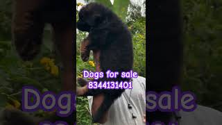 Dogs for sale in Tamilnadu Kerala Karnataka mysore Bangalore Chennai vizag Hyderabad நாய்க்குட்டி [upl. by Paulie616]