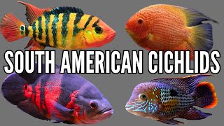 Top 7 South American Cichlid Tank Setups amp Stocking Ideas [upl. by Learrsi]