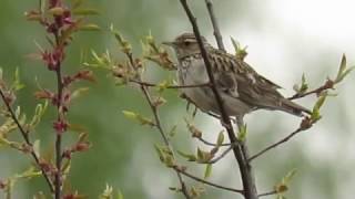 Woodlark Heidelerche [upl. by Oinoitna622]