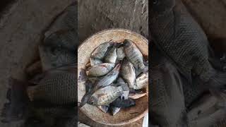 Fresh Krishna river fish in Vijayawada punnami gaat [upl. by Kilby]