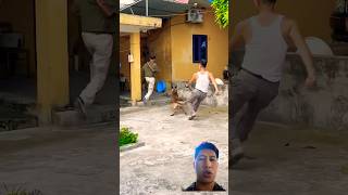 Malinois tấn công😱 malinoisdog Germanshepherddoglover dog pets funny becgie dogtrainingk9 [upl. by Himelman]