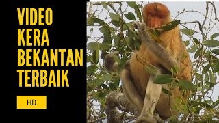 bekantan Proboscis Monkey [upl. by Saturday713]