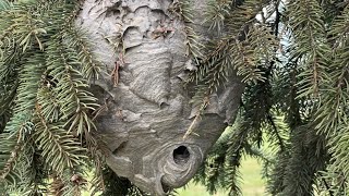 Crazy active Bald face hornet nest removal bonus crushing hornet nest by hand at end [upl. by Unhsiv]