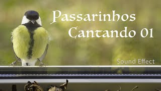 Passarinhos Cantando 01  Sound Effect [upl. by Nwahsuq]