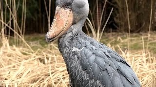 WeltVogelpark Walsrode  Schuhschnabel  Shoebill Bird  sensationell dieser Vogel [upl. by Silverman]