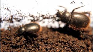 Wooly Darkling Beetles Eleodes osculans [upl. by Kippar71]