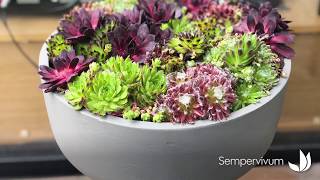 Bien entretenir ses joubarbes sempervivum  Truffaut [upl. by Tri]