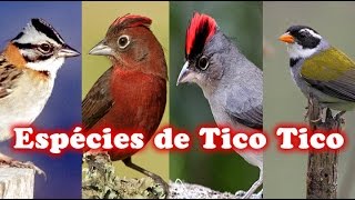 Todas Espécies de Tico Tico [upl. by Lohcin]