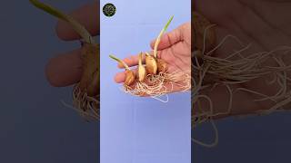 How to Grow Garlic at Home shorts gardening tips [upl. by Rocca715]