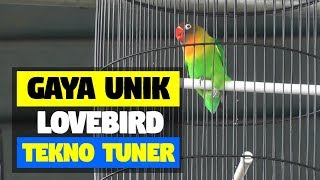 PIALA PASUNDAN 2  GAYA UNIK LOVEBIRD TEKNO TUNER [upl. by Boy702]