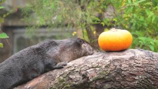 North American River Otters [upl. by Bodwell]