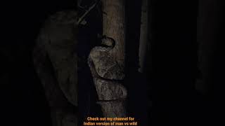 A beautiful Arboreal Snake called Forstens Cat snake watch how it climbs tree [upl. by Adlog]