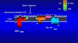 Animation of the bioenergetics governing the mitochondrial electrontransport system [upl. by Decker]