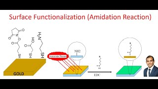 Surface Functionalization by Amidation Reaction NHSester amine and EDC coupling [upl. by Lucchesi270]